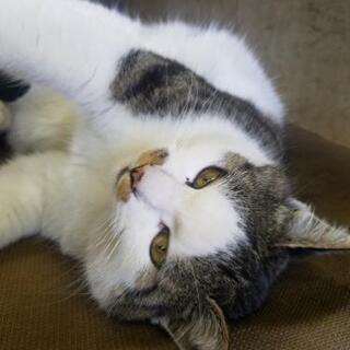 甘えん坊で少々メタボリックなおさむくん🐱