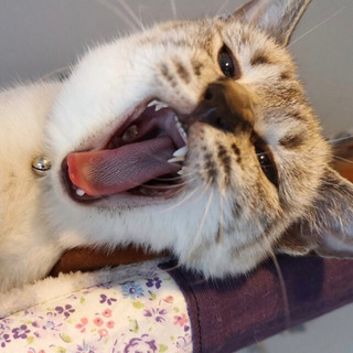 【募集停止】ナデナデ大好きシャム猫mixの白樺くん − 東京都