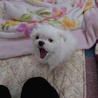 マルチーズの里親を探しております。 - 尾道市