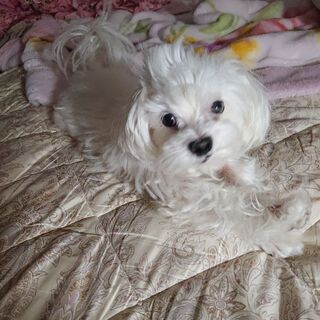 マルチーズの里親を探しております。 - 犬