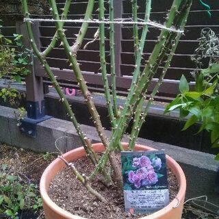 花　薔薇　あげます　ローブアランフランセーズ