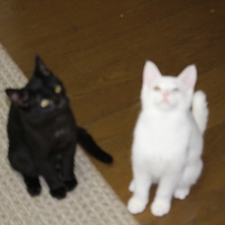 子猫の里親になってください。真っ黒のオス、オッドアイの白のオスと...