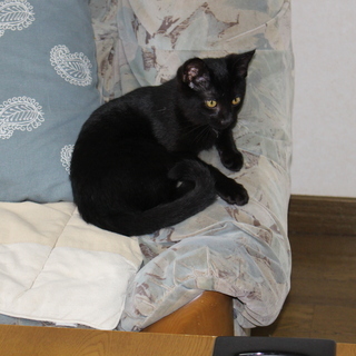 子猫の里親になってください。真っ黒のオス、オッドアイの白のオスとメスの３兄弟です。 - かすみがうら市