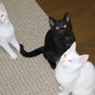 子猫の里親になってください。真っ黒のオス、オッドアイの白のオスとメスの３兄弟です。 - 猫