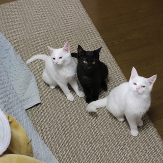 子猫の里親になってください。真っ黒のオス、オッドアイの白のオスとメスの３兄弟です。 − 茨城県