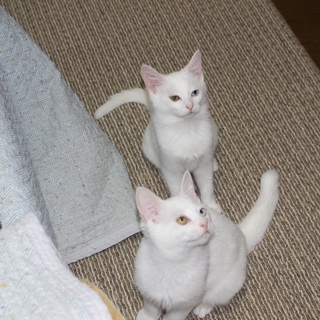 子猫の里親になってください。真っ黒のオス、オッドアイの白のオスとメスの３兄弟です。 - 里親募集