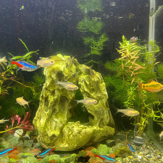 困ってます。  熱帯魚･金魚の初心者です。