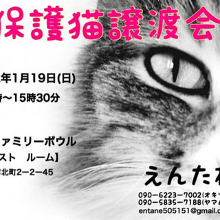 保護猫の譲渡会開催！