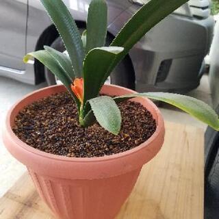 クンシラン(観葉植物)の画像