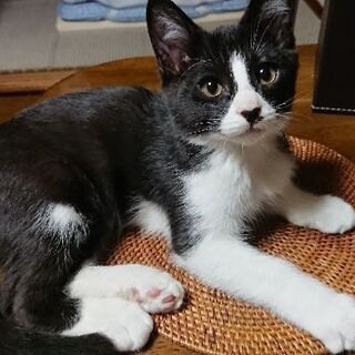 10月9日産まれ 白黒のハチワレ猫ちゃんと黒ぶちちゃん