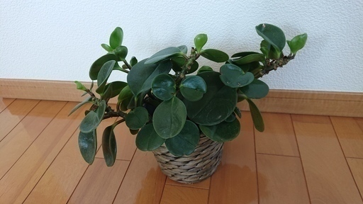 観葉植物 ※