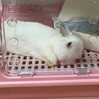 人なつこくてかわいい真っ白うさぎです。