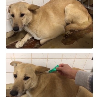 里親決定！有難うございました！🆘野犬の女の子🐶捕獲檻に入って保健...