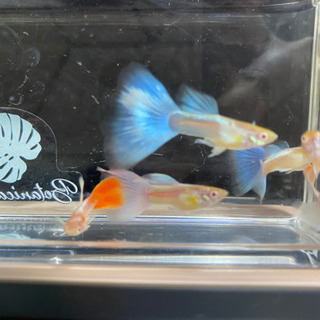 【9月生まれ】RREA.アクアマリンネオンタキシード 【アルビノグッピー】の画像