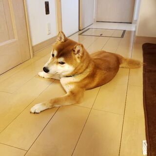 柴犬大好き