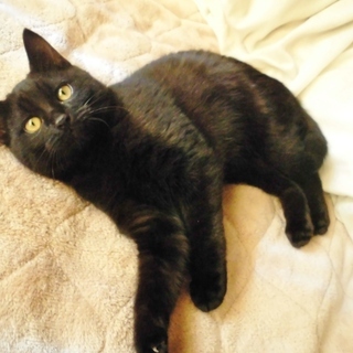 再募集のため一旦終了します。兄妹の絆★以心伝心ベストコンビ①　ぷー♂ - 猫