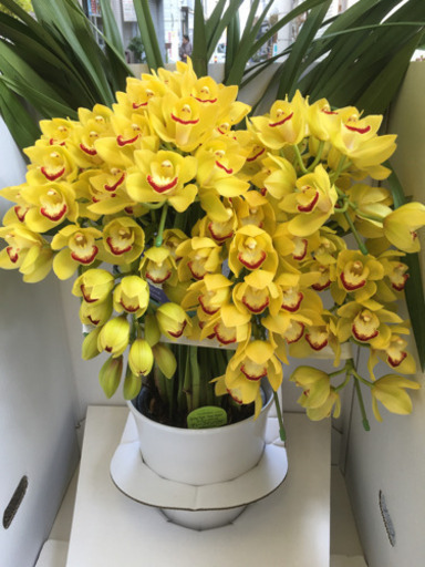 観葉植物　シンピジューム　ディープインパクト