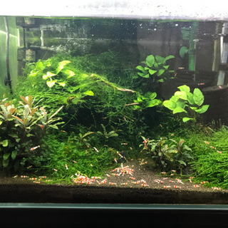 レッドビーシュリンプの画像