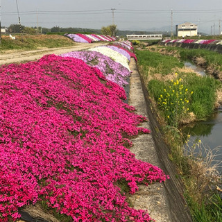 芝桜の無料配及びサポーター募集