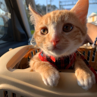 猫やハムスターを飼ってる方友達になりませんか？