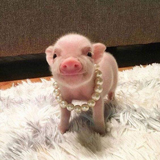 🐷さん好きな女子いませんかぁ？