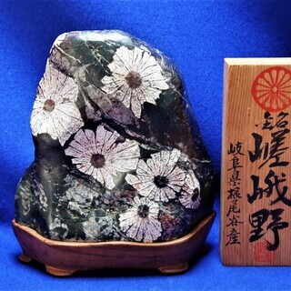 【銘　嵯峨野】岐阜県本巣市根尾谷産 菊花石 磨き石 　日本愛石館館長 小森宗閑 書付縦看板 赤花　重量3.6㎏ 鑑賞石 水石 鉱石標本