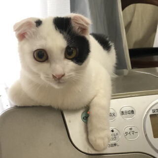 4ヶ月～6ヶ月位の子猫数匹おります。里親さんを募集！