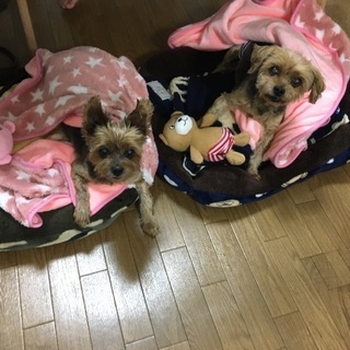 ヨークシャーテリア、老犬、雄、雌兄妹。