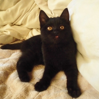 兄妹の絆★おはぎ顔とゴルゴ顔の黒猫コンビ①　ぶぅ♀　 - 熊谷市