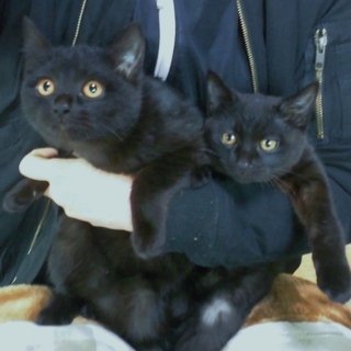 兄妹の絆★おはぎ顔とゴルゴ顔の黒猫コンビ①　ぶぅ♀　 − 埼玉県
