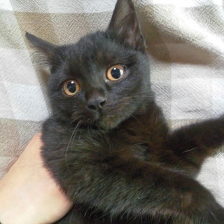 兄妹の絆★おはぎ顔とゴルゴ顔の黒猫コンビ①　ぶぅ♀　 - 里親募集