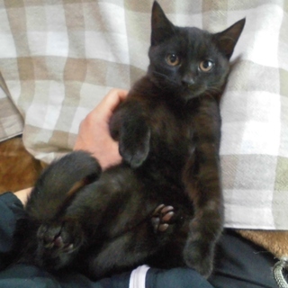 兄妹一緒に★脇の下ビシャビシャは優しさの証　べぇべ♂ − 埼玉県