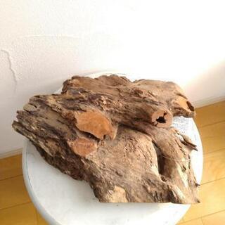 流木　ソネケミファ　ブランド　スタンプウッド　M　未使用品の画像