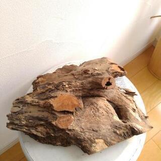 流木　ソネケミファ　ブランド　スタンプウッド　M　未使用品の画像