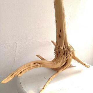 流木　ソネケミファ　パステルブランチ　4L　未使用の画像