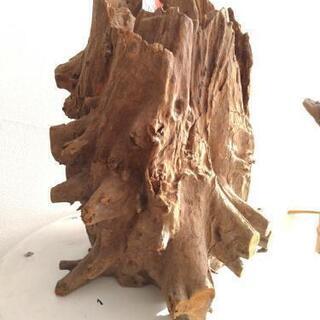 流木　ソネケミファ　スタンプウッド　M