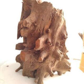 流木　ソネケミファ　スタンプウッド　Mの画像