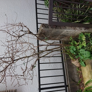 植木・庭木差し上げます