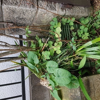 植木・庭木差し上げますの画像