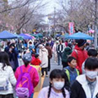 みつわ台桜まつり − 千葉県