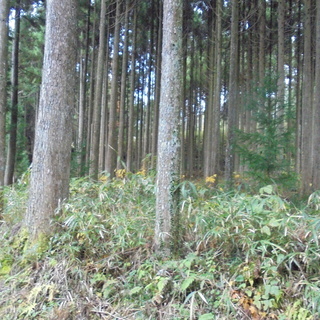 山林　７，５９２㎡　２，２９６坪