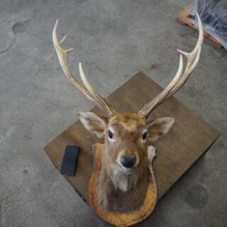 限定】巨大！エゾシカの剥製