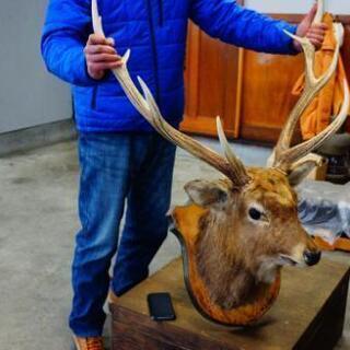 限定】巨大！エゾシカの剥製