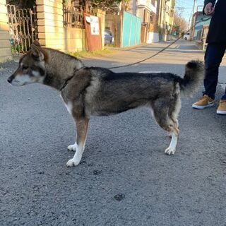 四国犬　雌10才　飼って下さる方募集