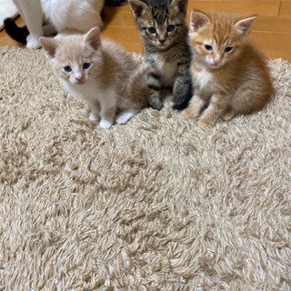子猫の里親募集してます！茨城県南