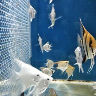 エンゼルフィッシュ幼魚あげます。の画像