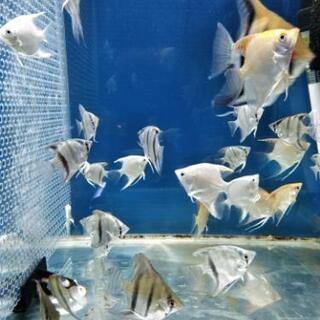 エンゼルフィッシュ幼魚あげます。の画像