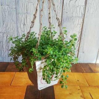 【観葉植物】 ピレア ディプレッサの画像
