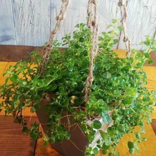 【観葉植物】 ピレア ディプレッサの画像