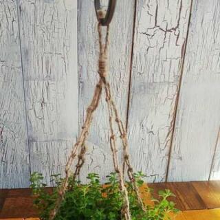 【観葉植物】 ピレア ディプレッサの画像